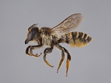 [Megachile ericetorum female thumbnail]